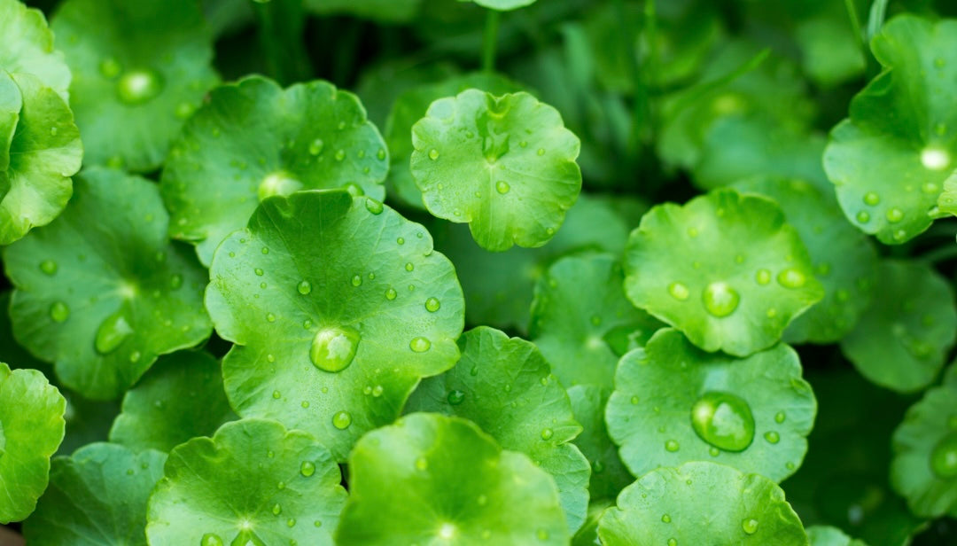 Gotu Kola – winnie schwinn botanicals