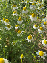 Load image into Gallery viewer, Chamomile Flowers 1oz

