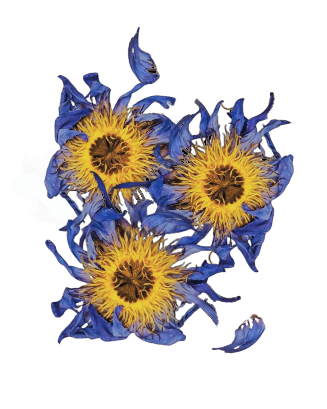 Blue Lotus *Single Flower